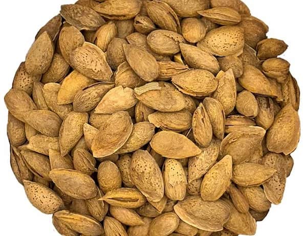 تصویر 5 از فروش بادام منقا خام + قیمت خرید به صرفه